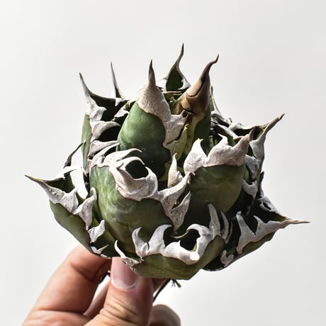 アガベ チタノタ "精品レッドキャットウィーズル" / 精品赤猫 , 精品紅猫  【台湾 dragon agave産/中株/抜き苗】A30