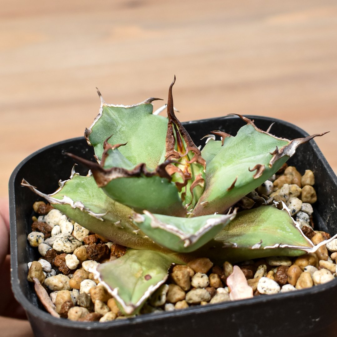 アガベ　チタノタ dennis040 ① アガベ チタノタ DENNIS043【台湾DENNIS産/発根済み/中株】C DN25010