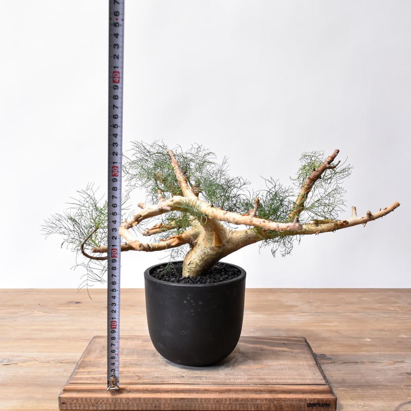 中型 塊根植物 入荷いたしました クラウセリアナ コミフォラ 店舗入荷のお知らせ📣 クラウセリアナ コミフォラ 黒鉢 塊根植物・コーデックス