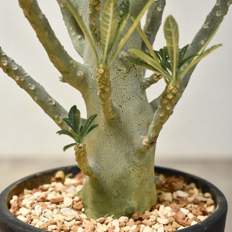 ドルステニア ギガス 現地株 Dorstenia gigas 発根済み