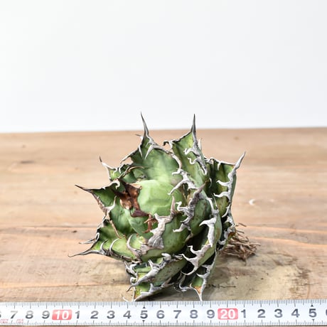 アガベ チタノタ 精品シーザー / 精品凱撒  【台湾 dragon agave産/中株/抜き苗】C104