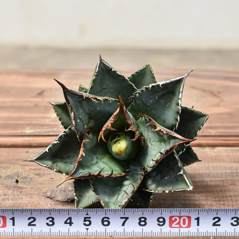 アガベ チタノタ 