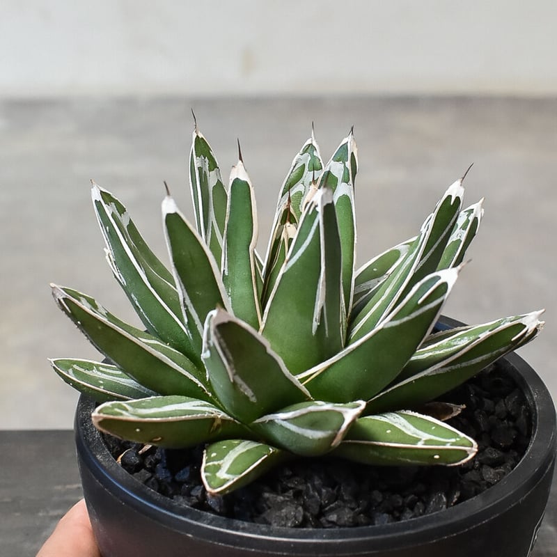 アガベ ビクトリアレジーナ 