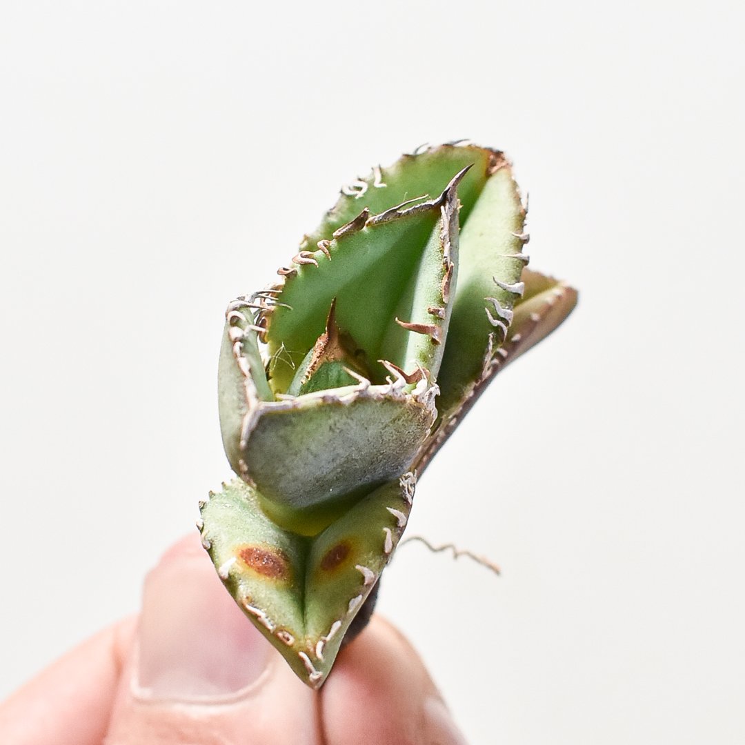 アガベ チタノタ 