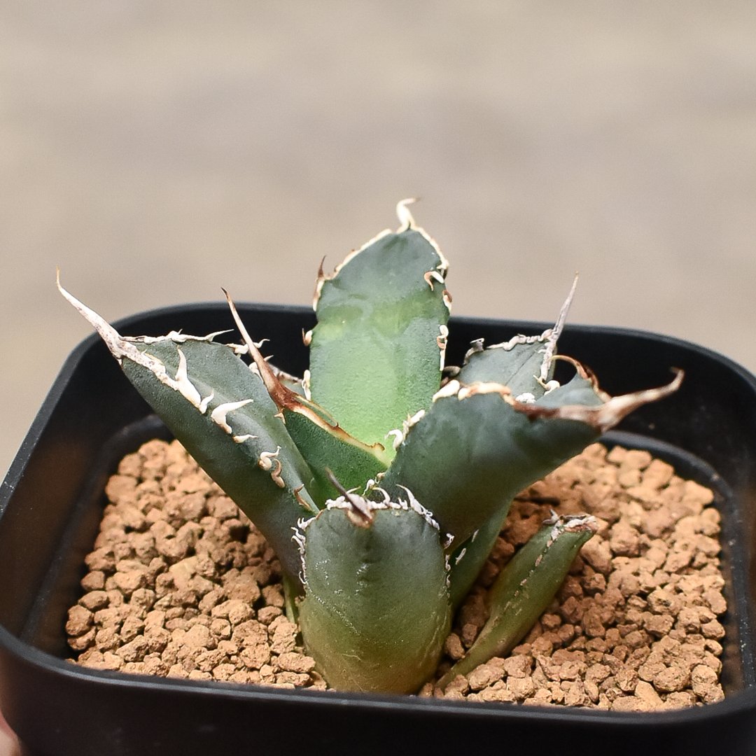 アガベ チタノタ 