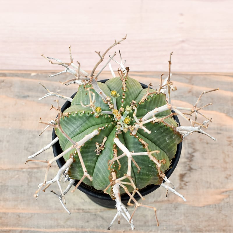 スーパーバリダ　ユーフォルビア　ホリダ　オベサ　群星冠 ユーフォルビア・バリダ（Euphorbia valida）が好き | スーパー