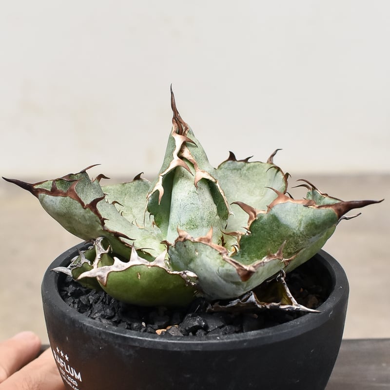 アガベ　DennisB09ダブルヘッド　チタノタ　ブルー　親株販売 アガベ DennisB09ダブルヘッド チタノタ ブルー 親株販売 アガベ