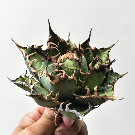 アガベ チタノタ 精品シーザー / 精品凱撒  【台湾 dragon agave産/中株/抜き苗】A75