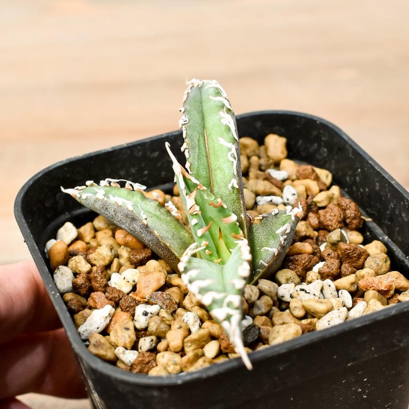 アガベ チタノタ ゴジラ 