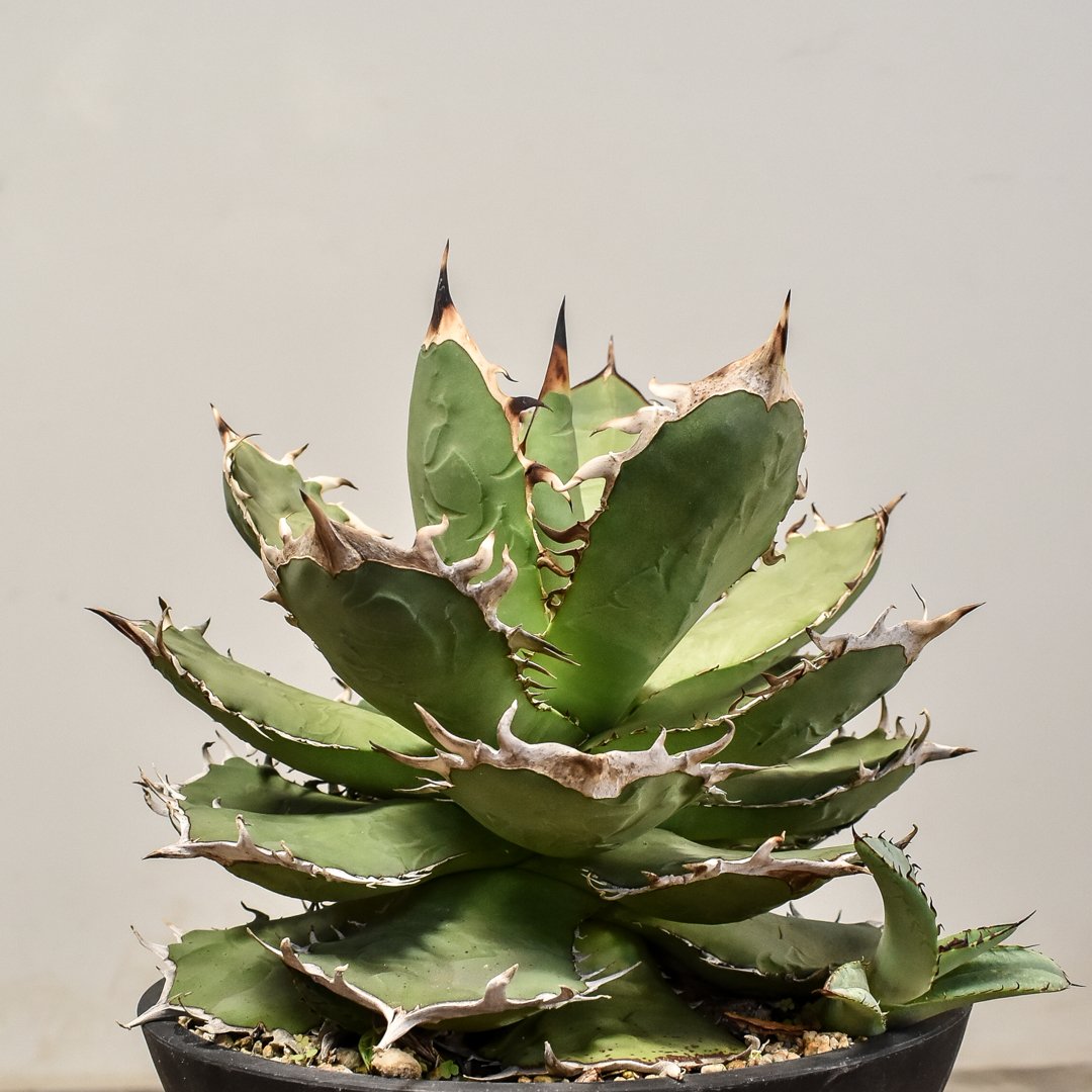 アガベ チタノタ ソルティードック 【カリフォルニア産/子株販売  