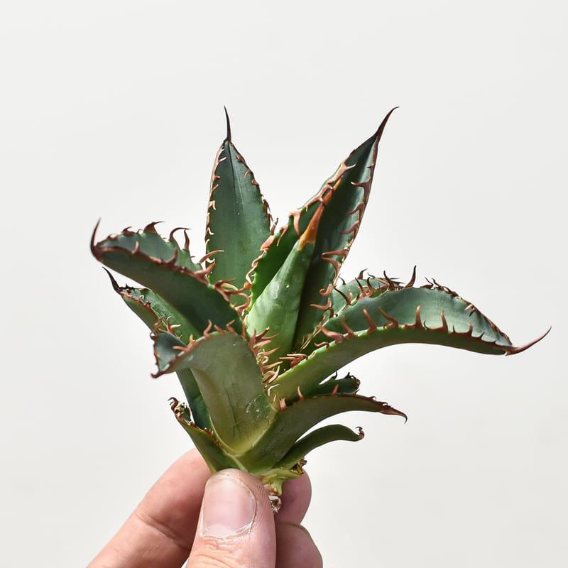 アガベ チタノタ チーター 