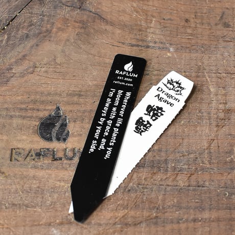アガベ チタノタ クラブ "精品螃蟹"【台湾 dragon agave産/抜き苗/中株】190