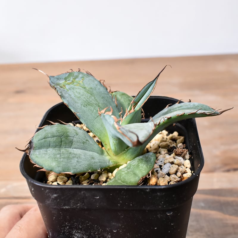 アガベ チタノタ 