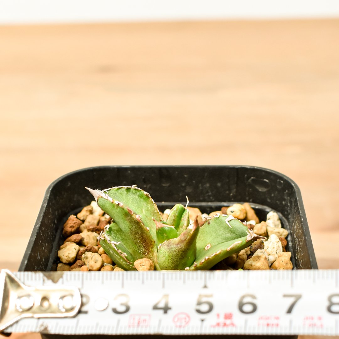 アガベ チタノタ 