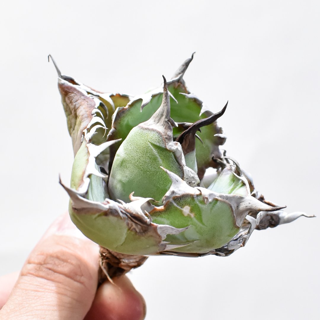 RAFLUM特選株】アガベ チタノタ ブラックアンドブルー / BB 精品藍球