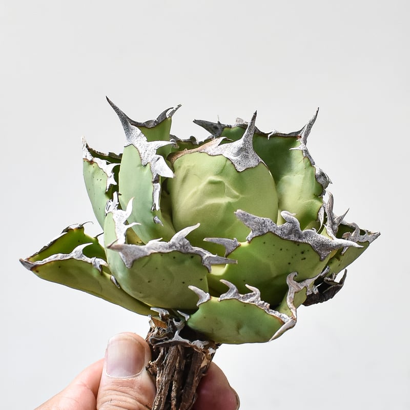 アガベチタノタDragon Agave クラブ　螃蟹 アガベ チタノタ クラブ 