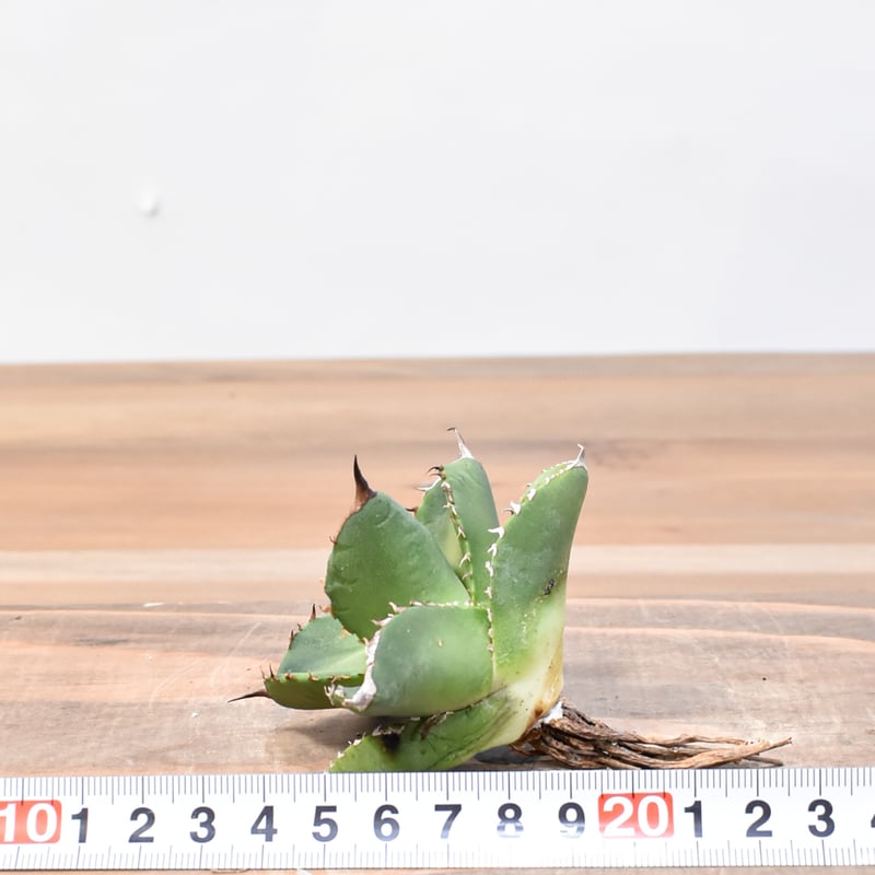 アガベ チタノタ 