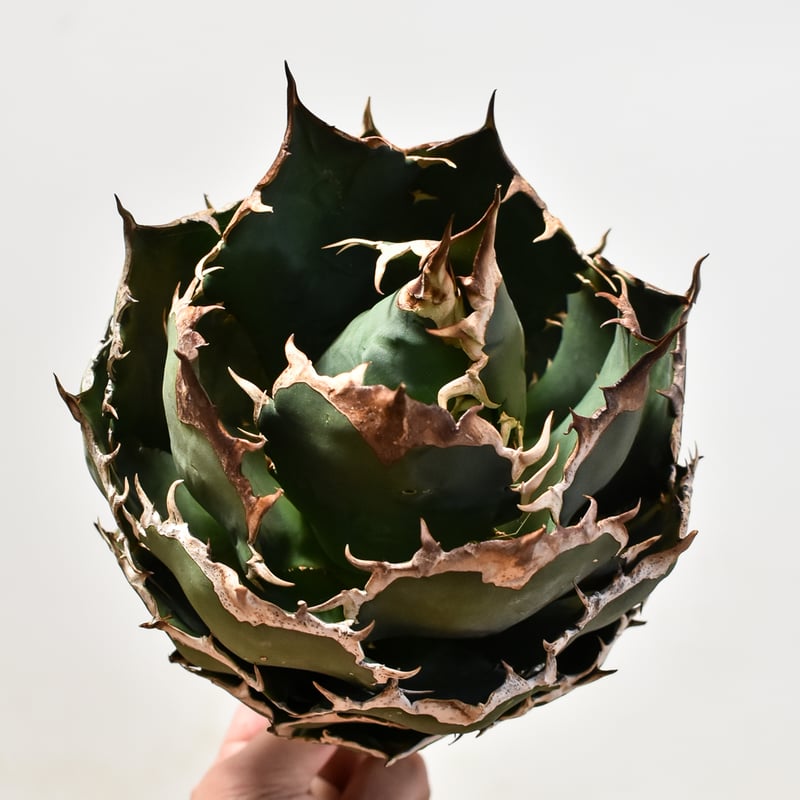 【アガベ　スペイン産オテロイ　チタノタ】 アガベ チタノタ オテロイ 