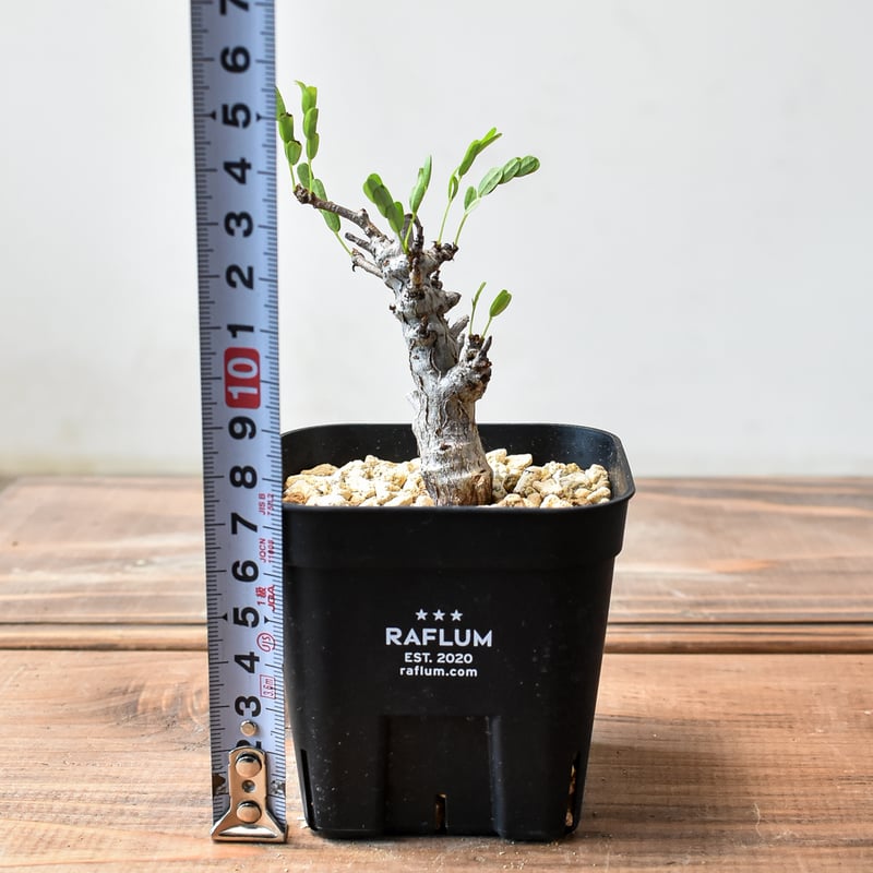 センナ メリディオナリスB 発根済み