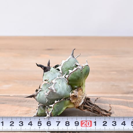 アガベ チタノタ ブラックアンドブルー / BB 精品藍球 【台湾 dragon agave産/中株/抜き苗】RF25011455