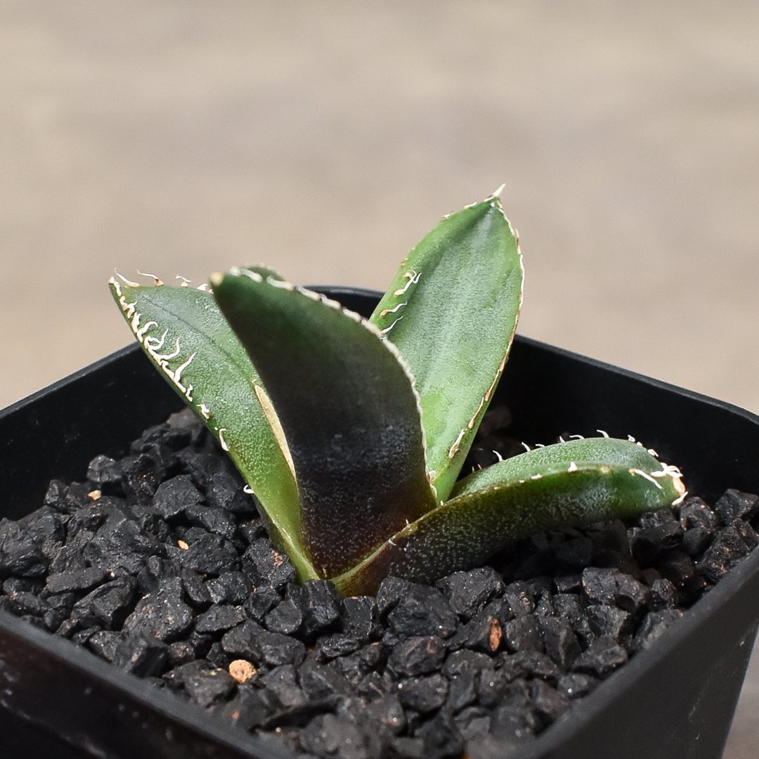 アガベ オテロイ チタノタ ディアボロビアンコ 中株 アガベ オテロイ チタノタ ディアボロビアンコ 中株 【公式通販】