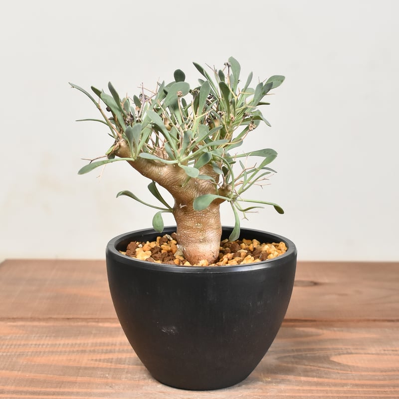 オトンナ ユーフォルビオイデス 