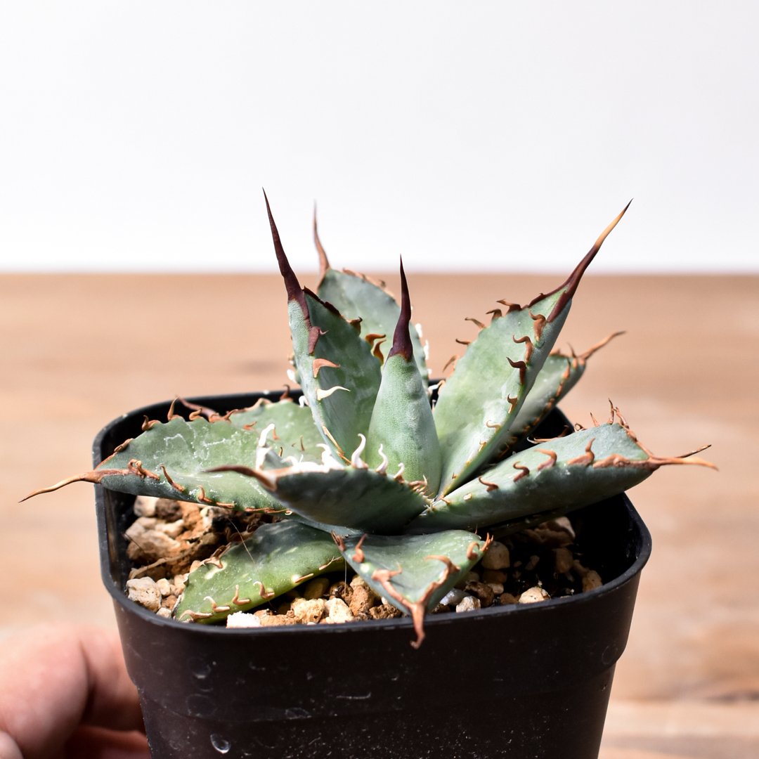 エボリスピナ×ブラック&ブルー　アガベ ユタエンシス エボリスピナ×ブラックアンドブルー【カリフォルニア産