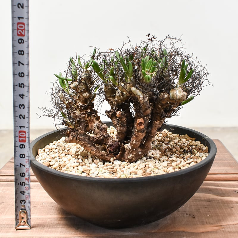 【アフロタイプ★これは凄いです★大特価】　チレコドン　レティキュラーツス　万物想 チレコドン レティキュラーツス 