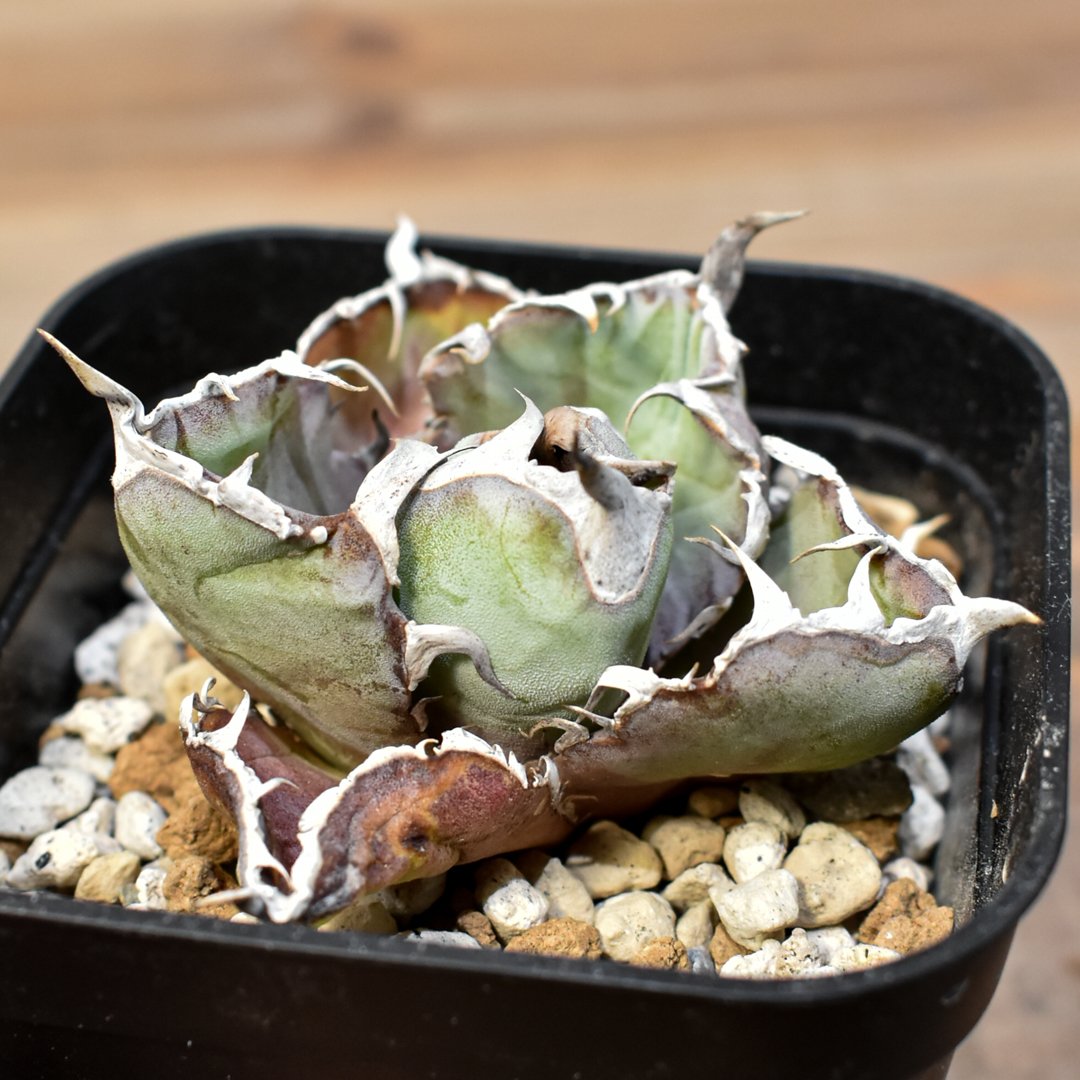 アガベ DennisB09ダブルヘッド チタノタ ブルー 親株販売 アガベ