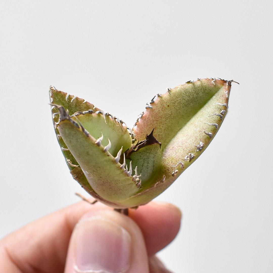 アガベ チタノタ Shi-hao 