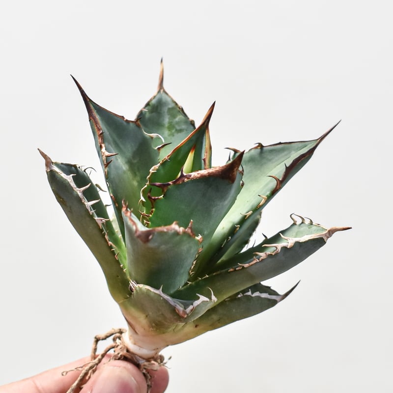 アガベ チタノタ ブラックファイヤー 