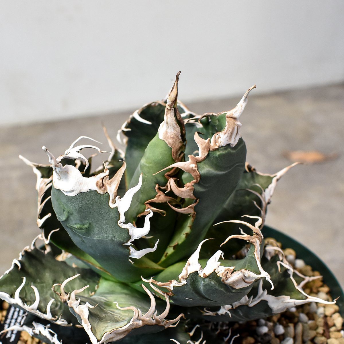 発根済み】アガベチタノタ実生選抜株胴切り天