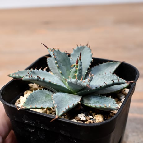 CATEGORY アガベ ハイブリット 象牙妖炎×黑帝斯 / エボリスピナ