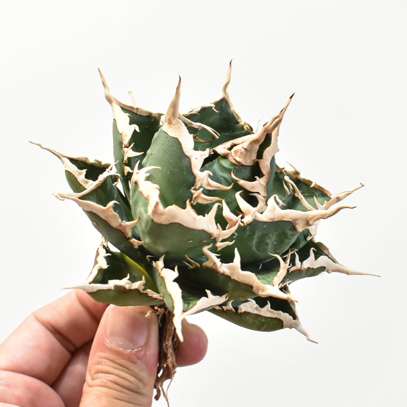 アガベ チタノタ　海王　台湾株 アガベ チタノタ 海王(Kaiou)の特徴と育て方｜三角形の葉と連なる白棘