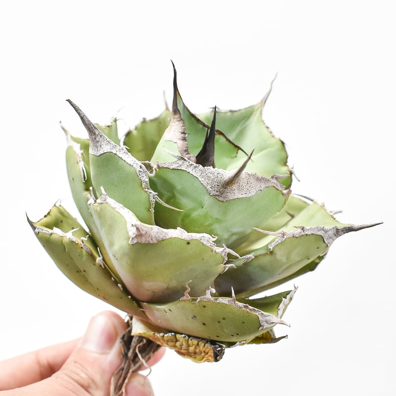 ゆ*め様 F12111★オークション★イラン産 アガベ チタノタ ドラゴンクロー ゆ*め様 F12111☆オークション☆イラン産 アガベ チタノタ ドラゴン