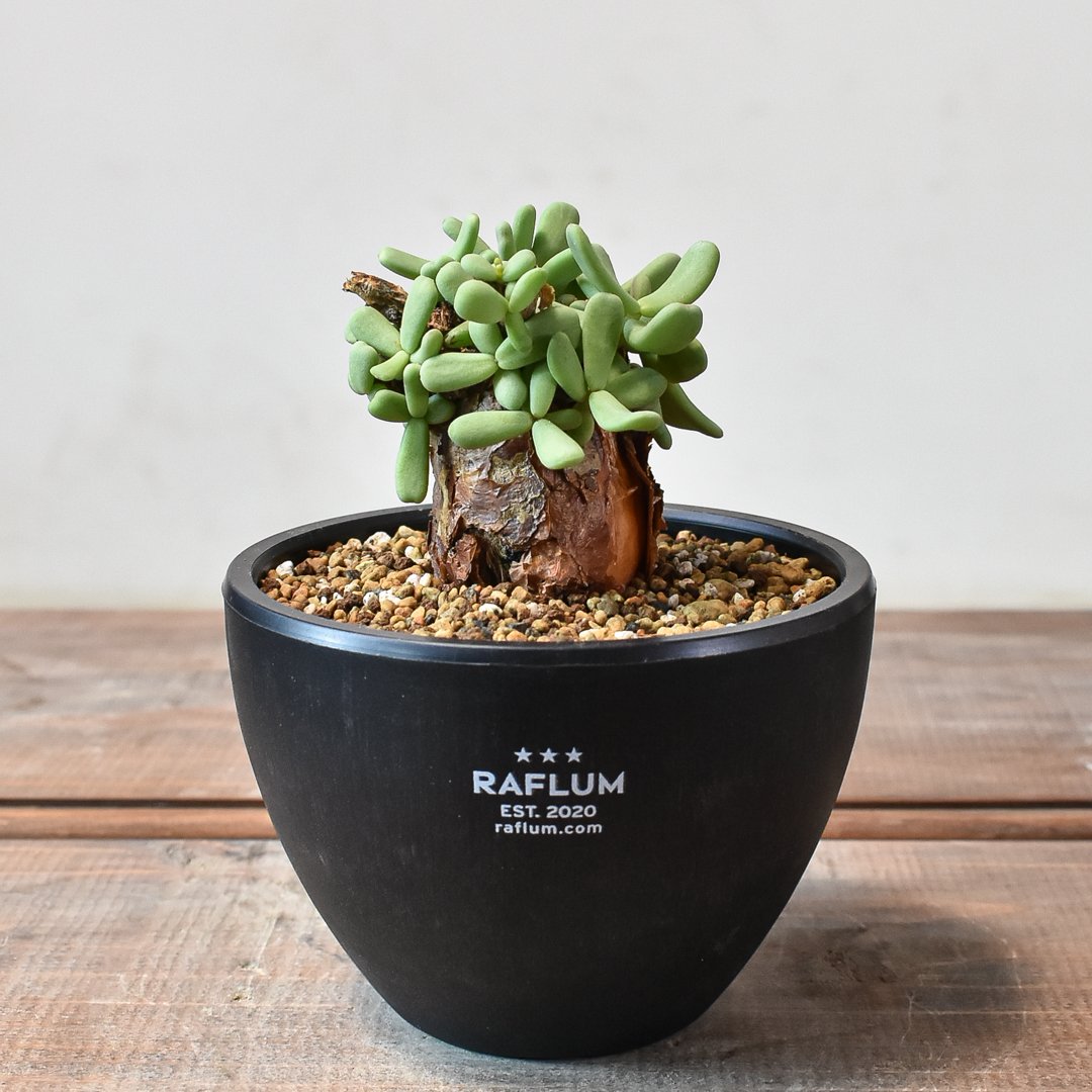 ケラリア ピグマエア 【発根済】K | RAFLUM / ラフラム｜東京、大阪の