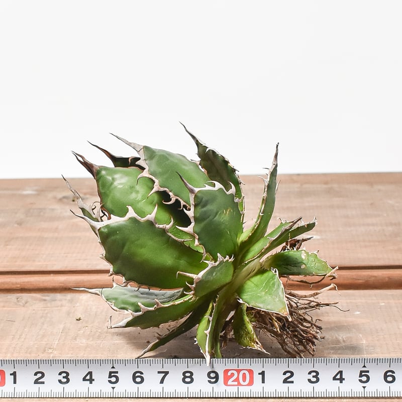 ごくうさま確認用パラサナ実生株