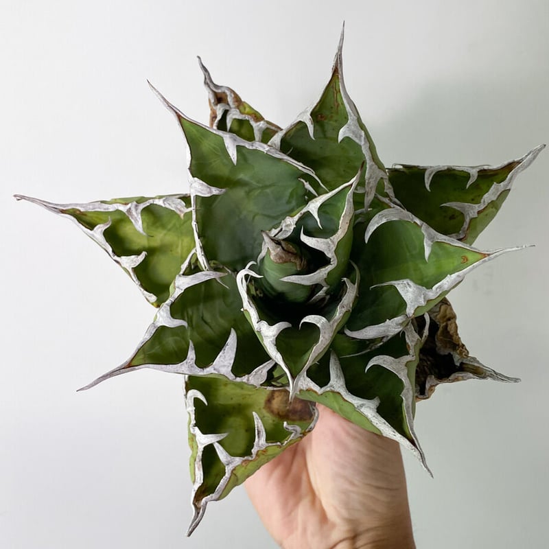 アガベ チタノタ FO-076 OLD （抜き苗販売）RF22828 | RAFLUM