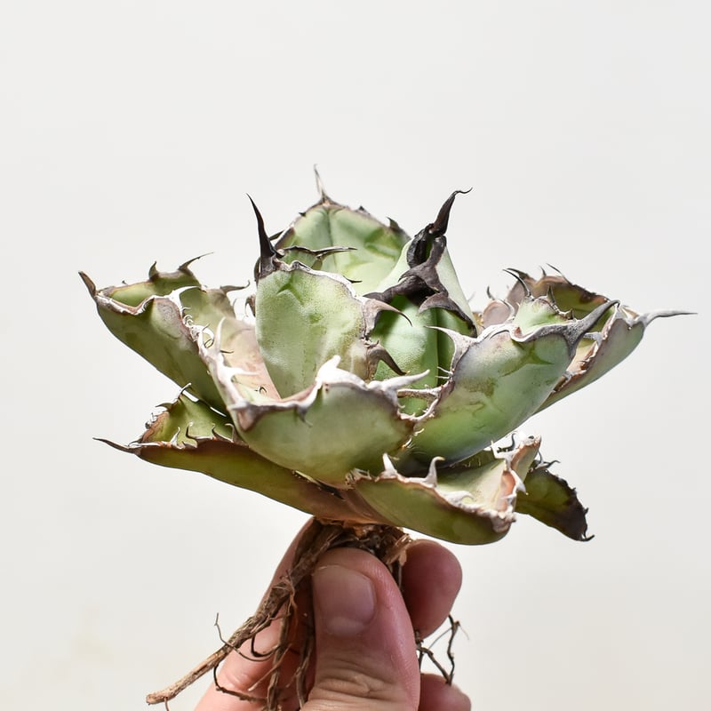 アガベ チタノタ ブラックアンドブルー / BB 藍球 【台湾産/抜き苗/中