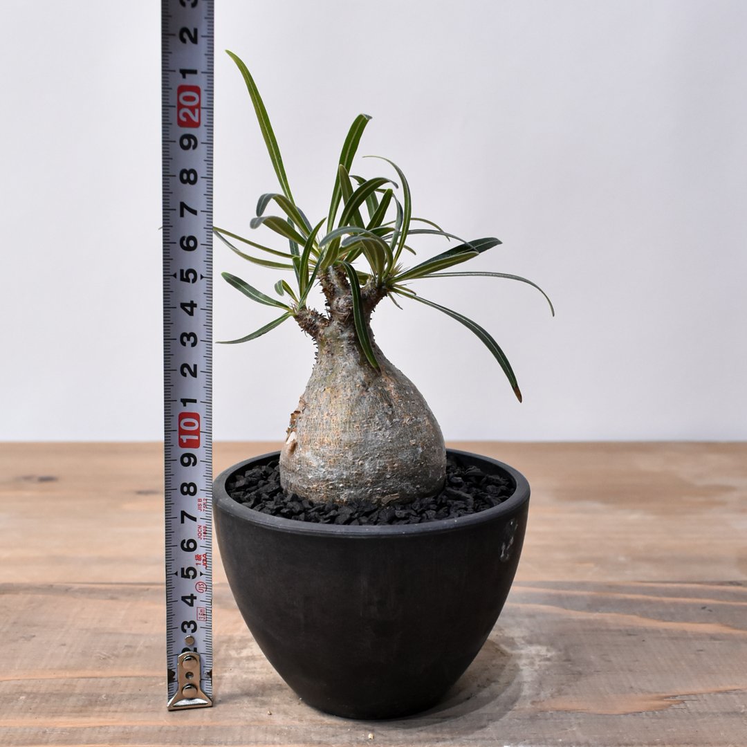 パキポディウム グラキリス RFHK25011536 | RAFLUM / ラフラム｜東京、