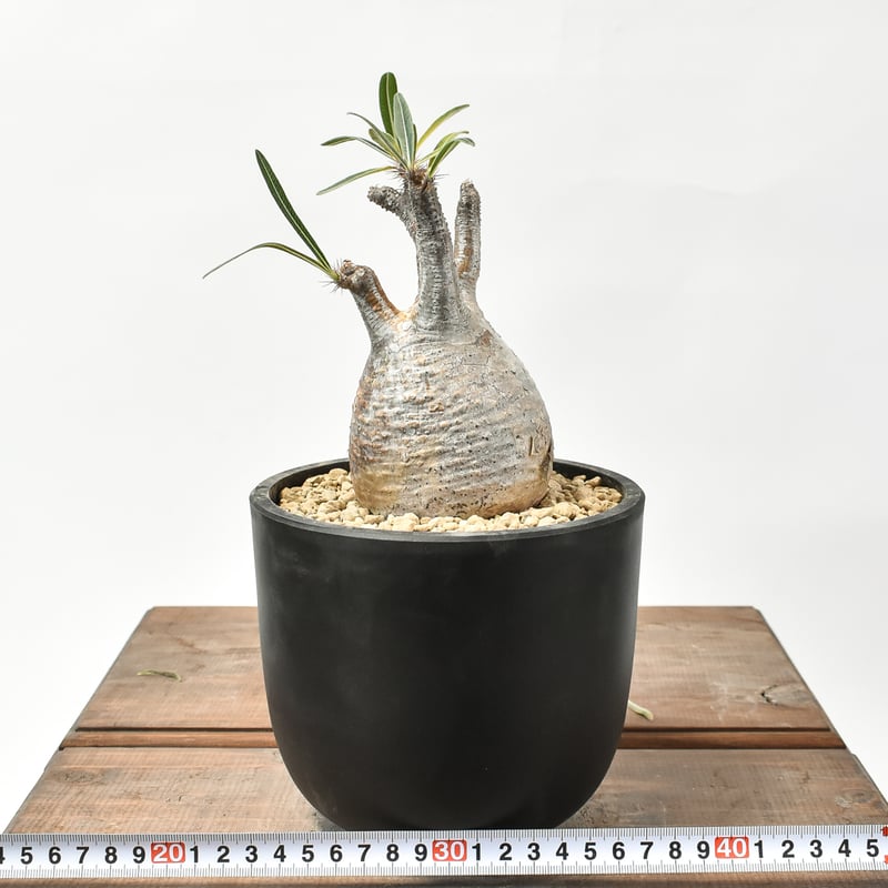 パキポディウム　グラキリス 現地株 発根済み 中株　象牙宮　おまけ付き パキポディウム グラキリス 現地株 発根済み 中株 象牙宮 おまけ付き