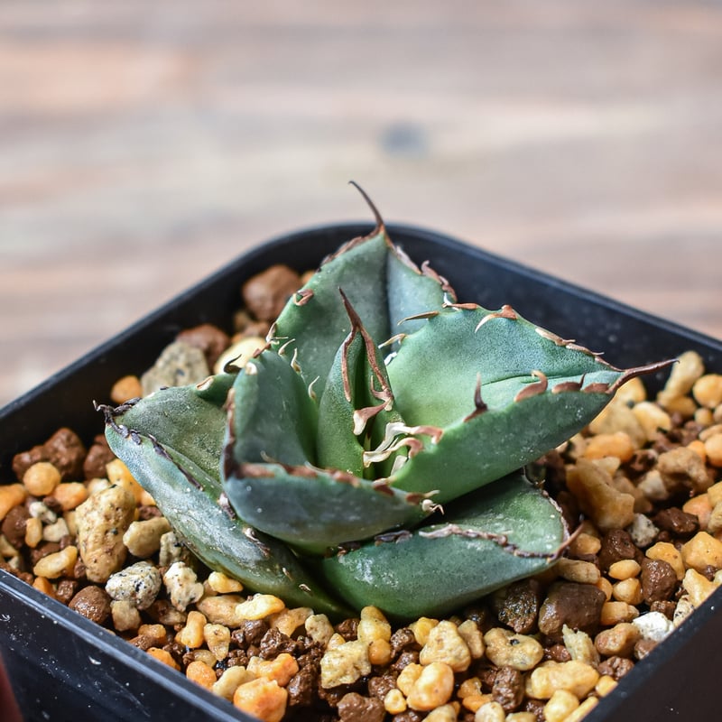 アガベ チタノタ 