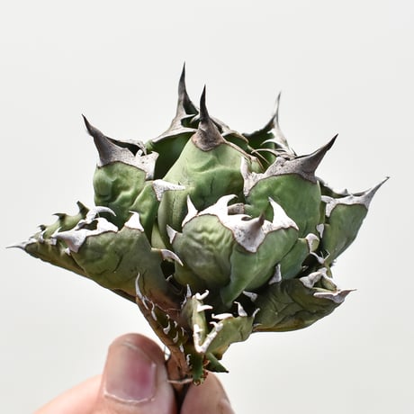 アガベ チタノタ ドワーフ / "姫厳龍" ボールタイプ【台湾産/抜き苗販売】11