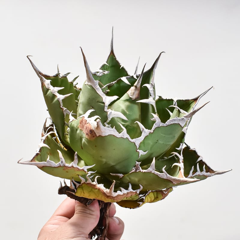 アガベ チタノタ 小島白刺 【台湾 dragon agave産/抜き苗/中株