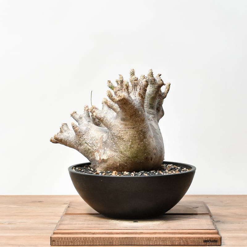 RAFLUMコレクション】パキポディウム イノピナツム 