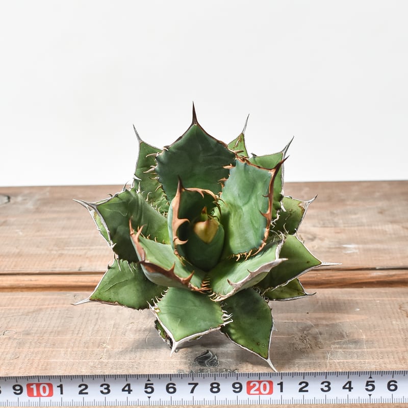 アガベ オテロイ 33 【公式通販】