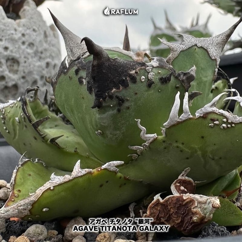 子株】アガベ ハイブリッド ネバデンシス×ブラック&ブルー アガベ