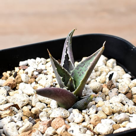 アガベ ハイブリット "邪霊" (特白肌怒雷神×血妖) 【台湾botanical_seeker産】RF25012014