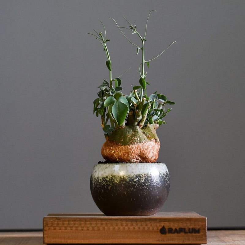 アデニアスピノーサ アデニアスピノーサ （発根済み）Mサイズ RF22896 | RAFLUM