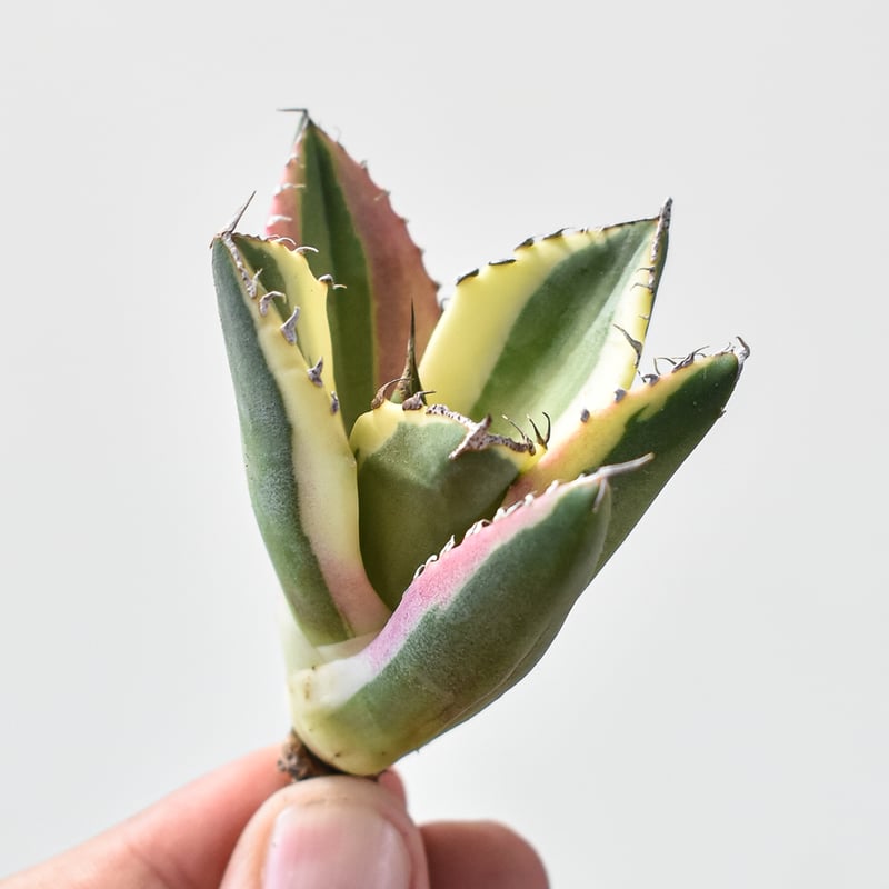 アガベ スナグルトゥース 暴牙 アガベ チタノタ スナグルトゥース 暴牙 Agave titanota &quot